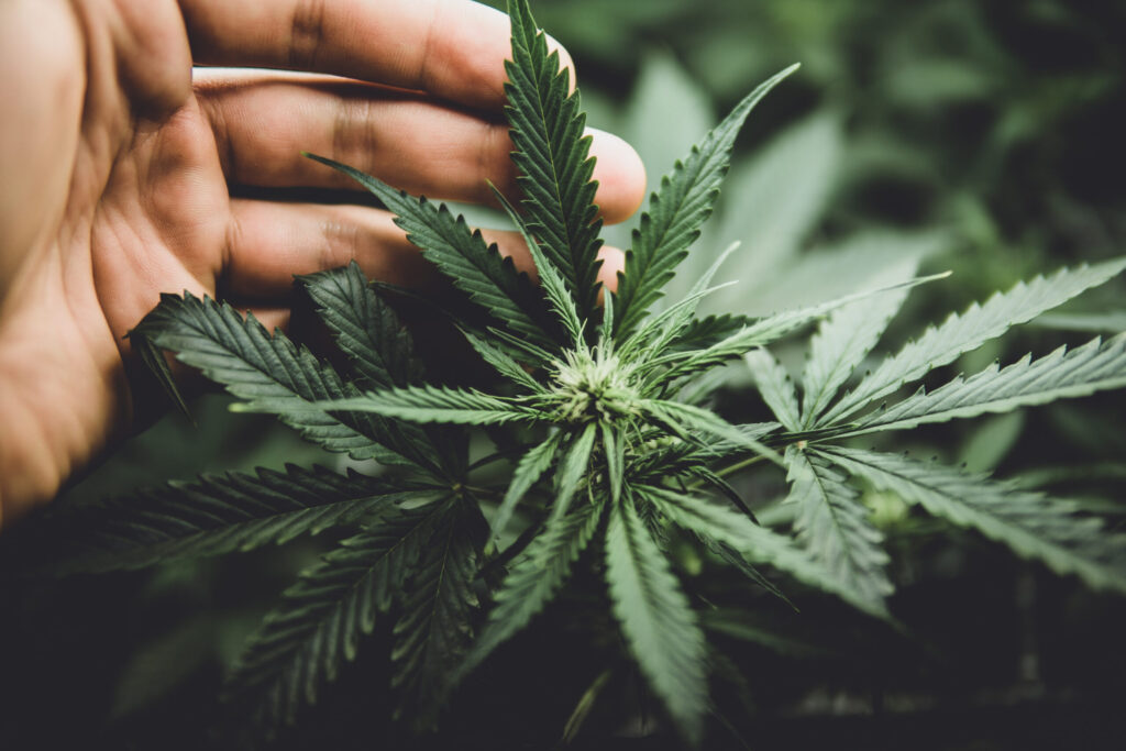 Donald Trump Impulsa Reclasificación del Cannabis en EE.UU.