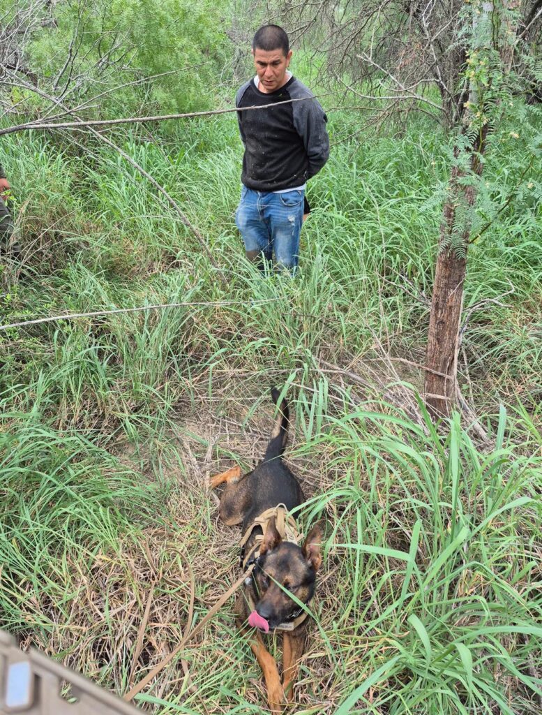 K-9 Eki localiza a migrante tras rastreo de casi dos millas en el condado de Hidalgo