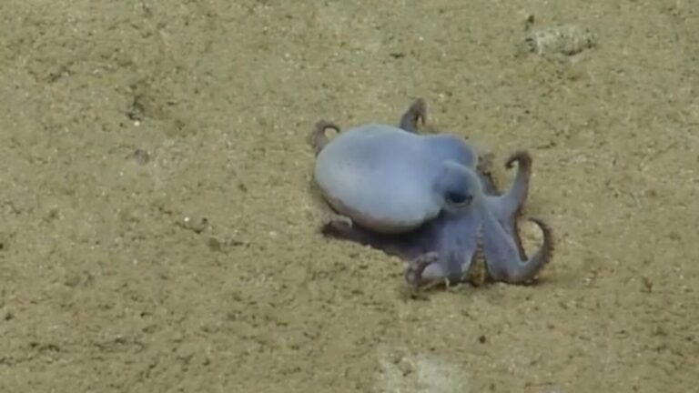 Descubrimiento asombroso: Nueva especie de pulpo sorprende a la ciencia