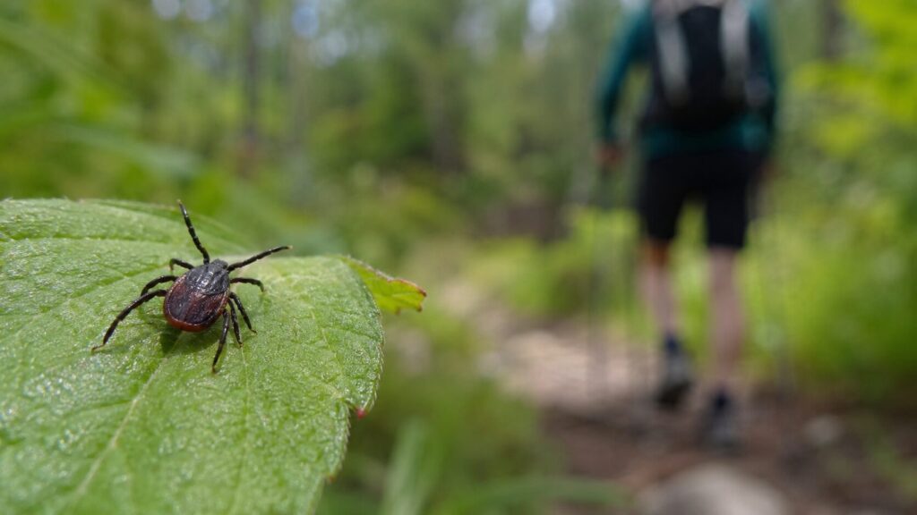 Incremento de Actividad de Garrapatas en Colorado: Consejos para un Verano Seguro
