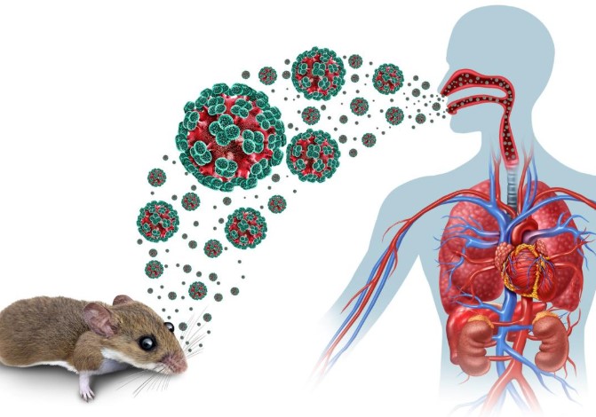 Hantavirus en Kansas: Estado Extiende Emergencia por Exposición Relacionada con Crucero