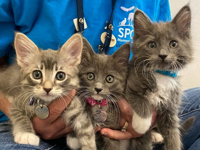 Monterey solicita apoyo urgente para más de 180 cachorros y gatitos rescatados