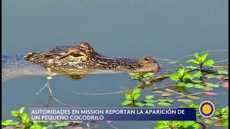 Aparece Cocodrilo En Mission Y La Joya: Autoridades Piden Precaución