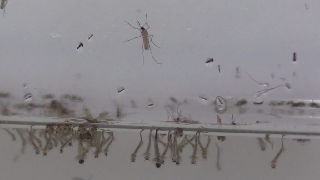 Virus del Nilo Occidental Detectado en Cuervos de San Diego: Refuerzan Medidas de Control de Mosquitos