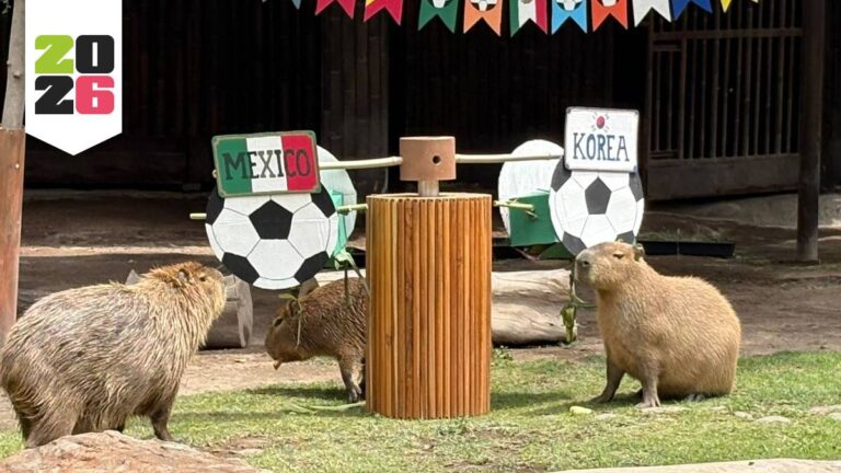 Animales del Zoológico de Guadalajara: ¡Predicciones para el Mundial 2023!