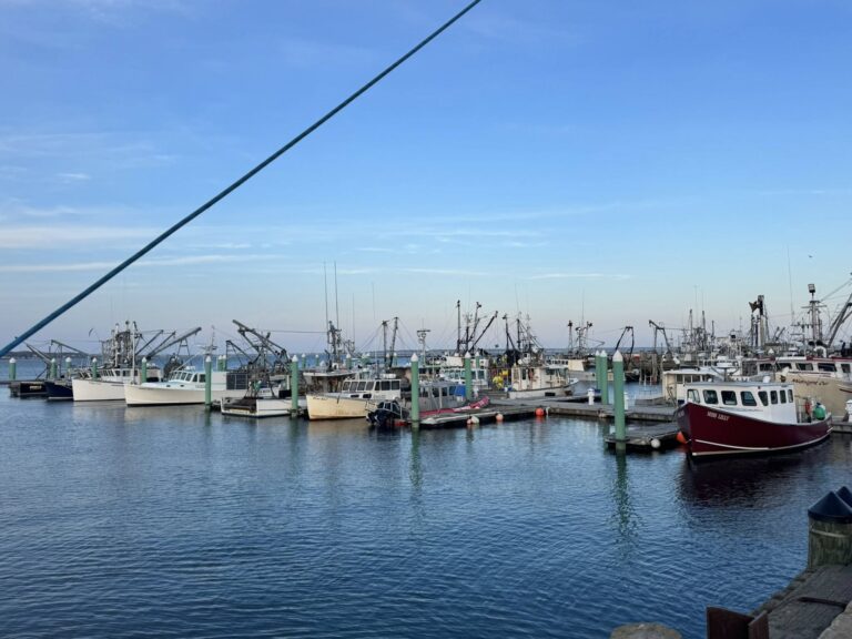 Calamares Muertos en Provincetown: ¿Qué Hay Detrás de Este Fenómeno Natural?