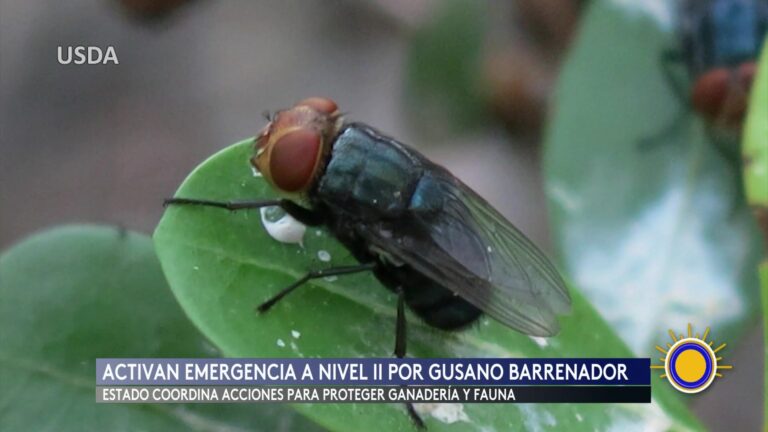 Texas Declara Emergencia Por Reaparición Del Gusano Barrenador En Ganado gusano barrenador