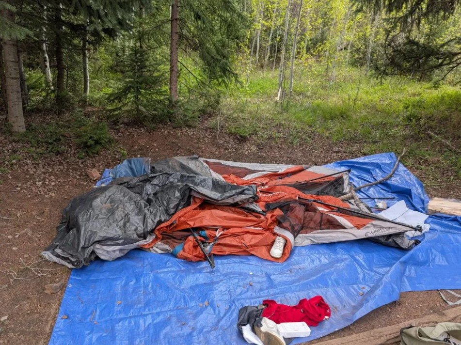 Prohibición en Gore Creek Campground tras incidentes con oso negro en Eagle County