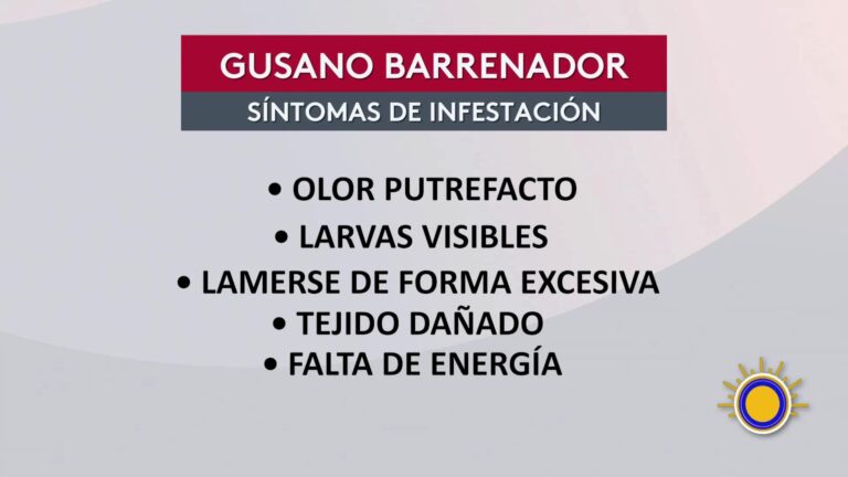Gusano Barrenador: Riesgo Para Mascotas Y Humanos En Texas