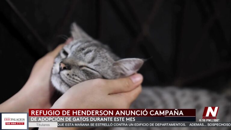 Adopción de gatos en Henderson: ¡Aprovecha el descuento del 50% este junio!