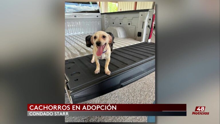 Adopción Perros: Adopta Un Cachorro: Star County Busca Hogares Para Perritos Rescatados