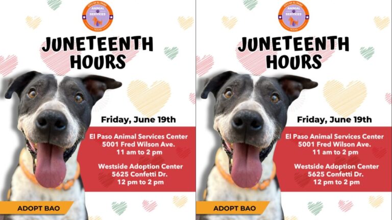 Servicios de Animales de El Paso ajusta horarios por Juneteenth y mantiene activas las adopciones de mascotas