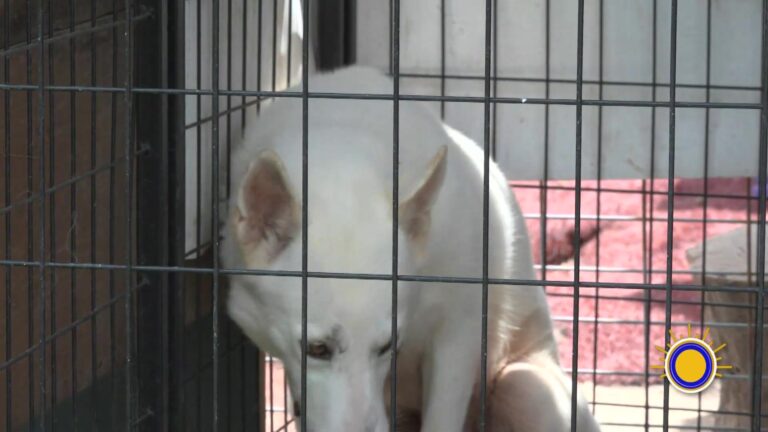 Alerta Por Gusano Barrenador: Ganaderos Refuerzan Medidas Y Advierten A Propietarios De Mascotas