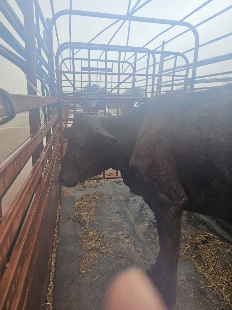 Buscan al propietario de una vaca encontrada deambulando en Mission