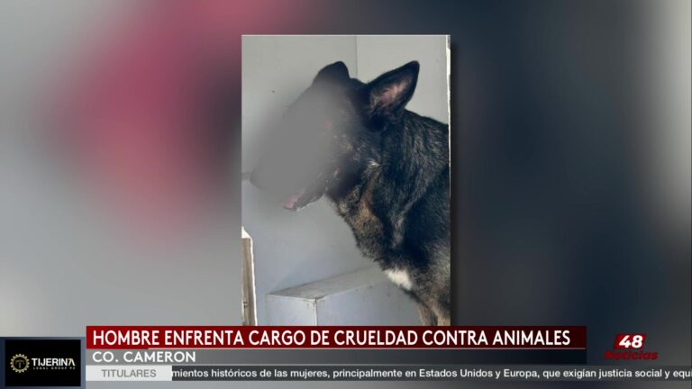 Maltrato Animal Harlingen: Rescate Animal En Harlingen: Hombre De 66 Años Arrestado Por Maltrato
