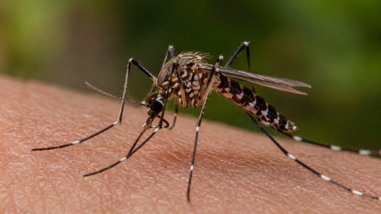 Virus del Nilo Occidental en Rifle: mosquitos dan positivo y Salud Pública refuerza la prevención