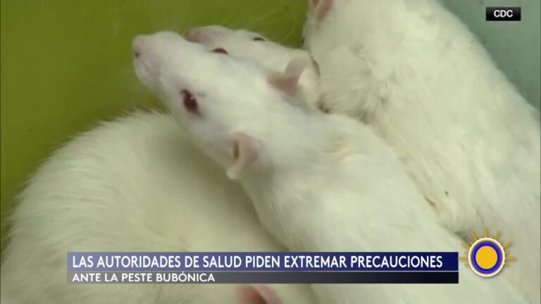 Peste bubónica en Nuevo México: autoridades refuerzan la alerta sanitaria en Santa Fe