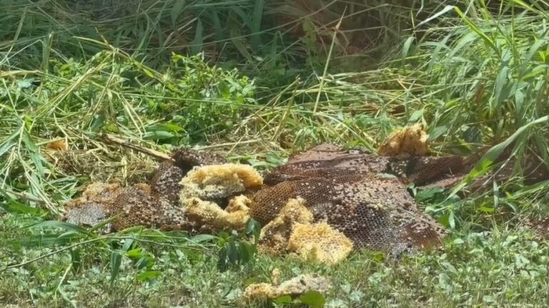 Jefe de la Policía de Lyford y otras dos personas son atacados por un enjambre de abejas