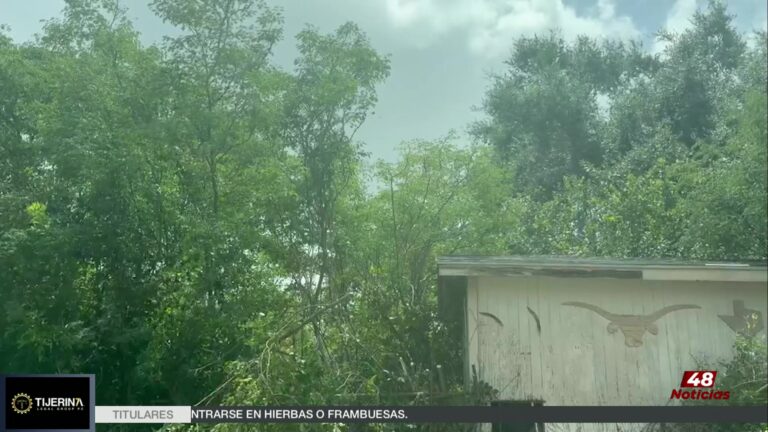 Ataque De Abejas Deja Varias Personas Afectadas En Willacy