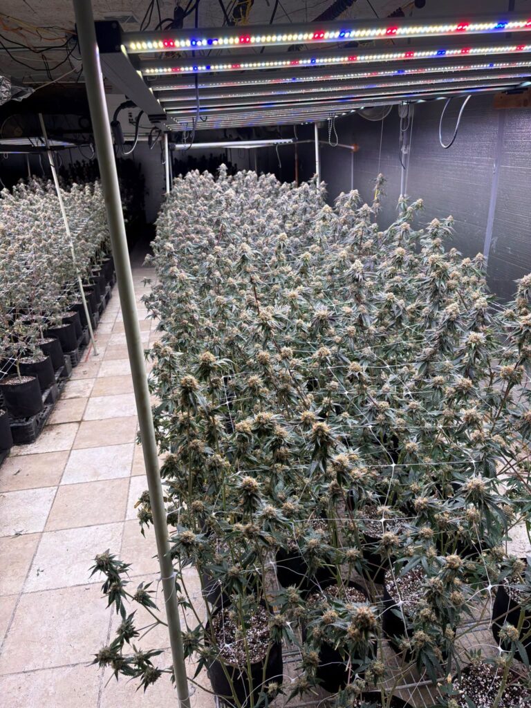Clausuran cultivo ilegal de marihuana en el Condado de Arapahoe tras operativo policial