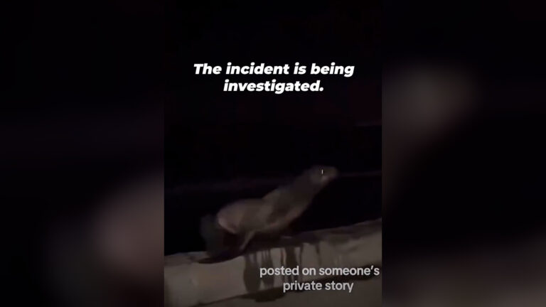NOAA investiga agresión a un león marino en La Jolla Cove tras video viral