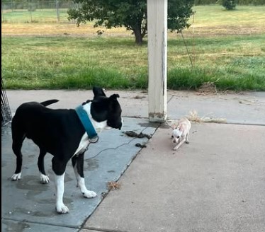 Perros abandonados frente a refugio en Kansas reavivan alerta por capacidad y adopción