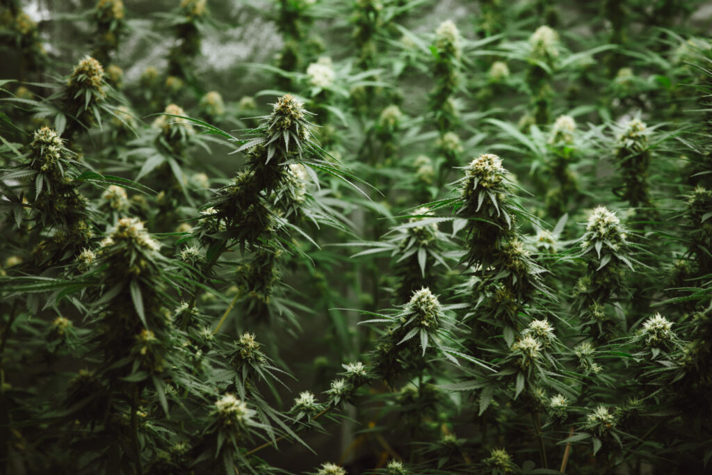 Decomisan unas 2,000 plantas de marihuana y arrestaron a dos personas en San Benito