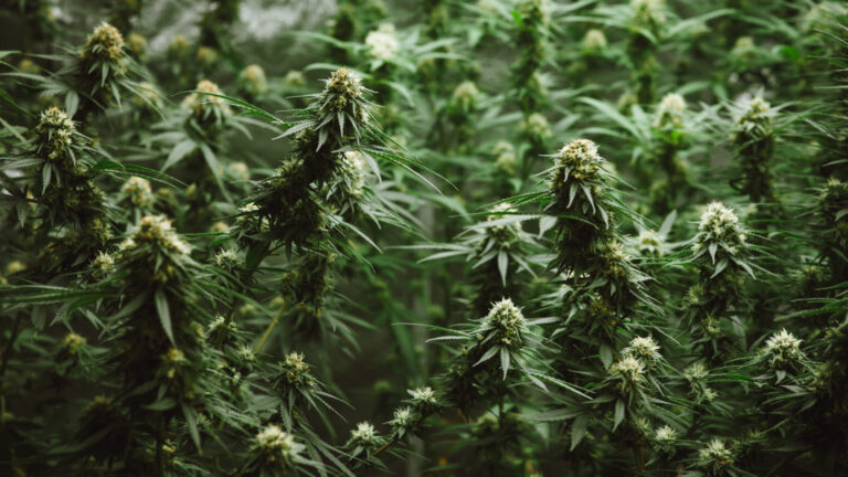 Decomisan unas 2,000 plantas de marihuana y arrestaron a dos personas en San Benito
