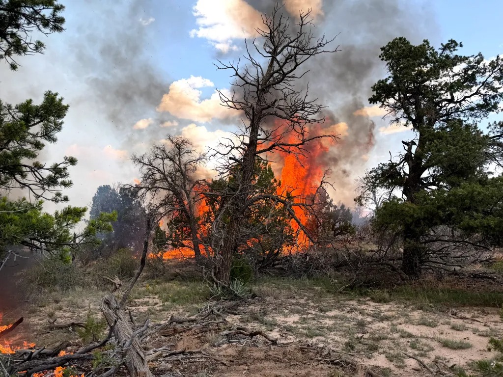 Combaten incendio forestal Four Mile en las montañas Zuni de Nuevo México