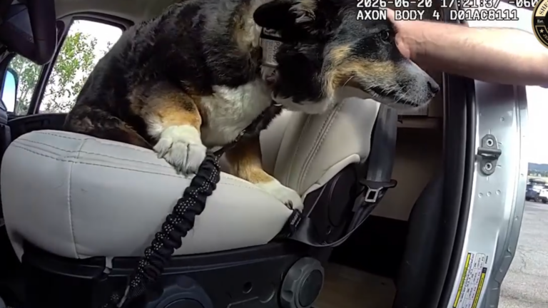 Rescatan a perro que permaneció casi cuatro horas encerrado dentro de una camioneta