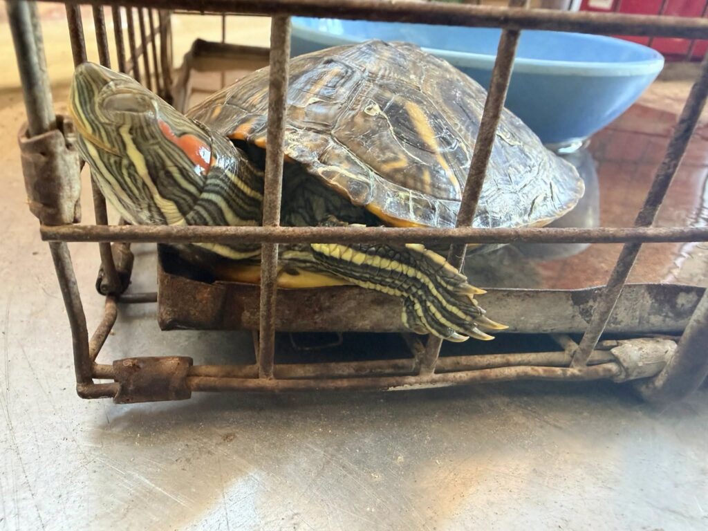 Día ajetreado para Control Animal de Edinburg con rescates de fauna silvestre