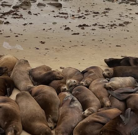 Cierran temporalmente Playa San Carlos en Monterey por presencia de leones marinos
