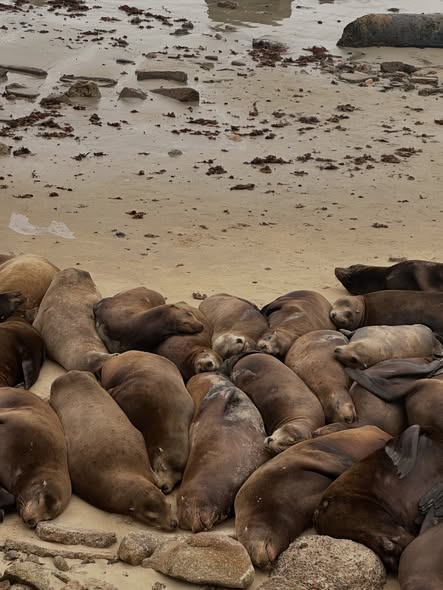 Cierran temporalmente Playa San Carlos en Monterey por presencia de leones marinos