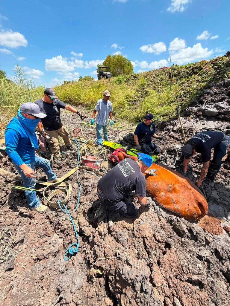 Bomberos de Brownsville rescatan a una vaca atrapada en el lodo