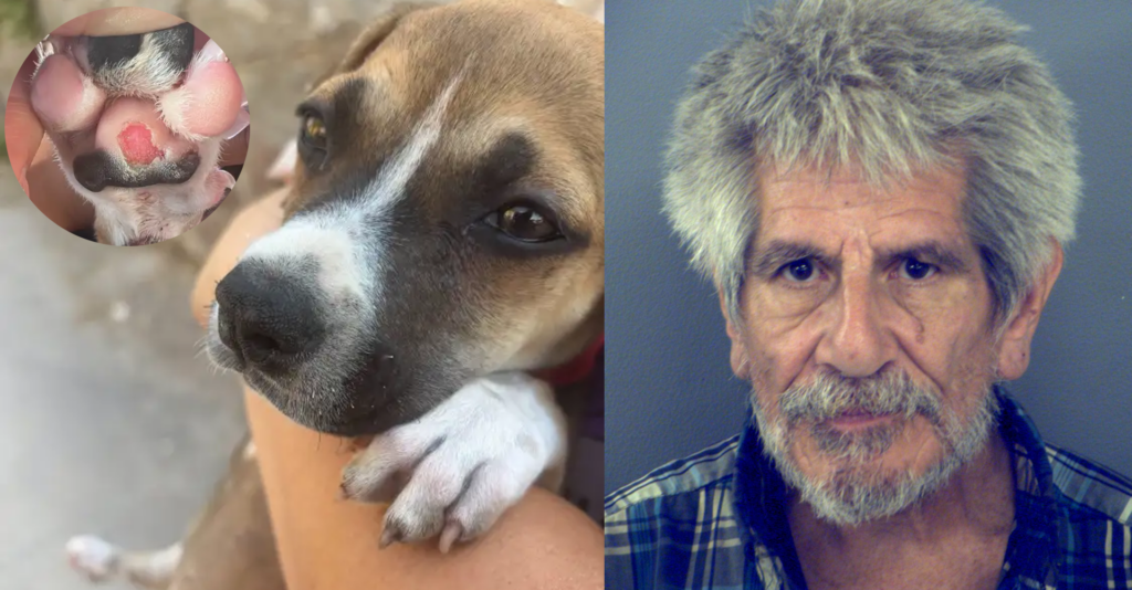 Hombre de 73 años es arrestado tras investigación por maltrato animal en El Paso