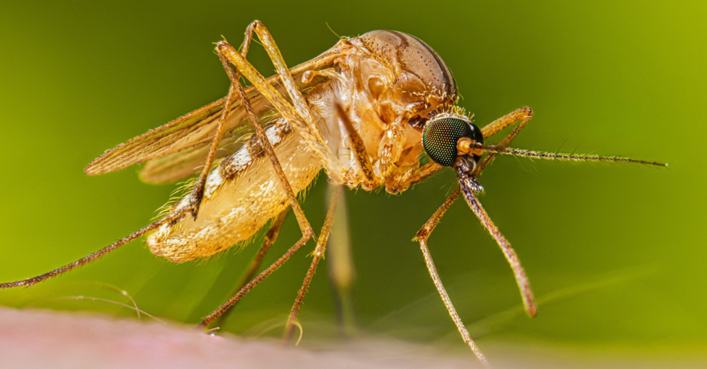Detectan virus de encefalitis de San Luis en mosquitos de Midland