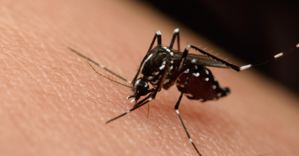 El Paso reporta primera muerte por virus del Nilo Occidental en 2026