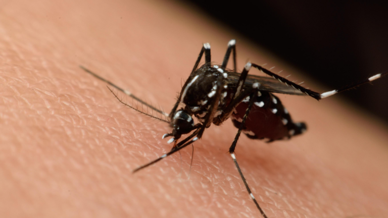 El Paso reporta primera muerte por virus del Nilo Occidental en 2026