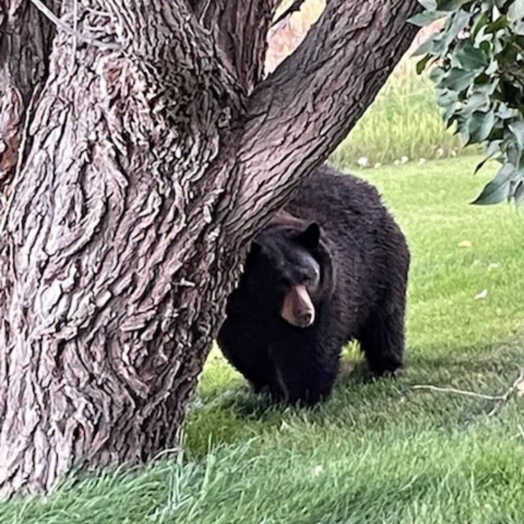 Osos en Colorado: Eagle County registra 290 llamadas en menos de siete semanas ante fuerte aumento de actividad