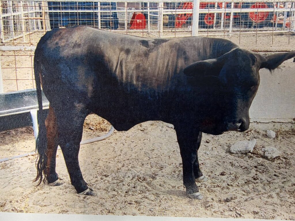 Buscan al dueño de una vaca encontrada suelta en Rio Grande City