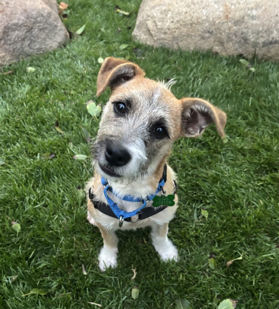 San Diego Humane Society ofrecerá adopciones gratuitas este sábado
