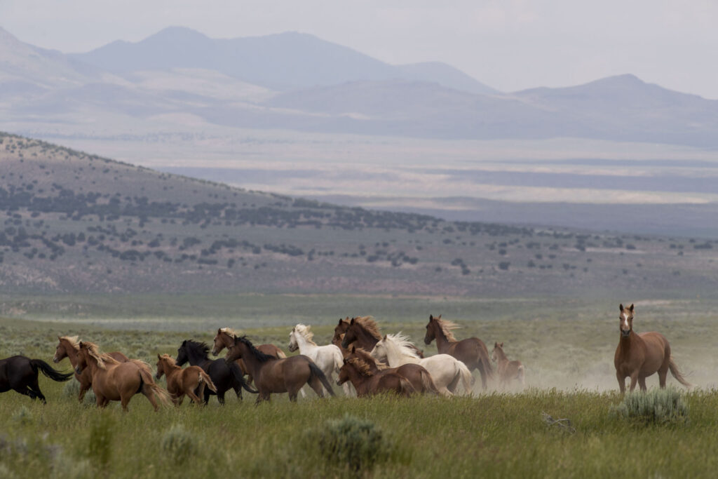 Oficina gubernamental bajo críticas por venta masiva de caballos salvajes que terminarían en mataderos