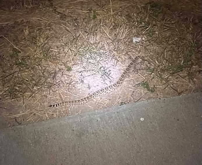 Emiten alerta por presencia de víboras de cascabel en Riviera