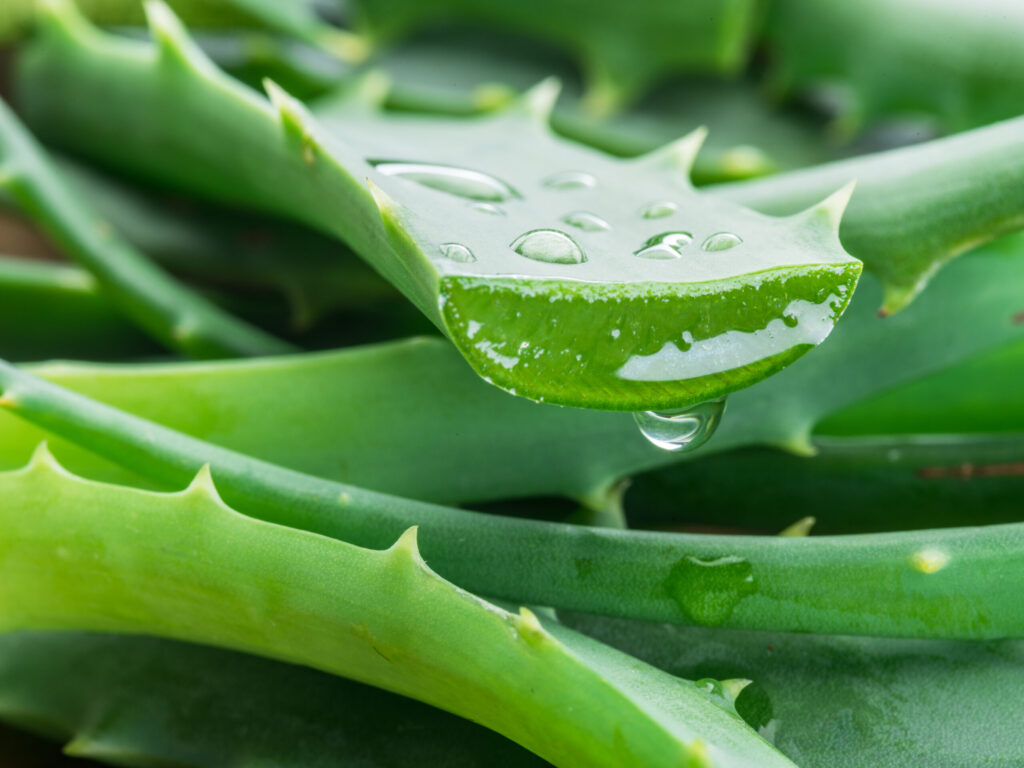 Nueva plaga invasora amenaza plantas de aloe en el condado de San Diego