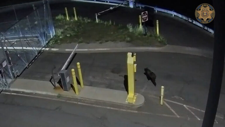 VIDEO | Oso llega hasta la entrada de una cárcel en Colorado
