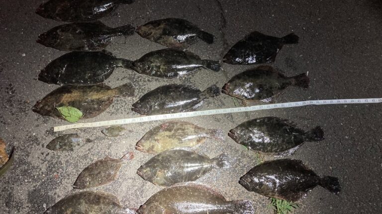Arrestan a dos personas por presunta pesca comercial ilegal en Connecticut