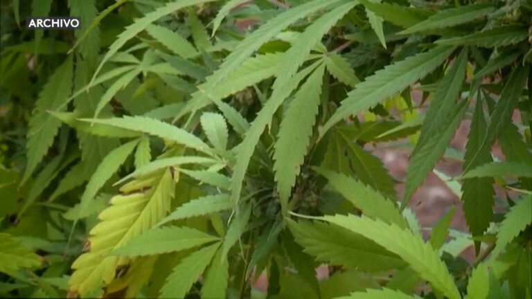 California recauda $8,400 millones en impuestos por venta legal de cannabis