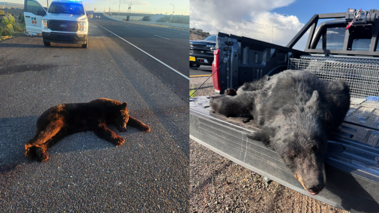 NMDOT alerta a conductores tras atropello de varios osos en carreteras de Nuevo México