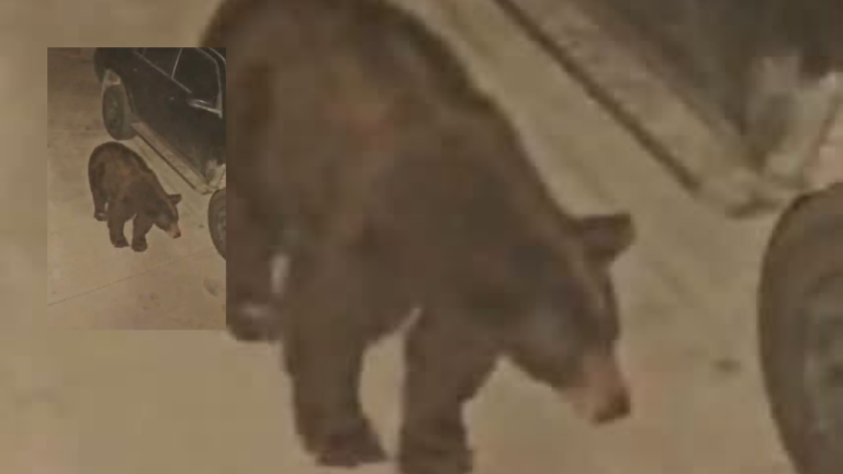 Emiten aviso preventivo en Gallup tras avistamiento de un oso en zona residencial