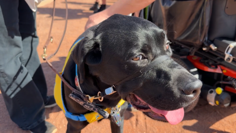 Perros de asistencia: gran homenaje ilumina el icónico letrero de Las Vegas